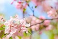 Spring flowers. Close up of pink blossoms against a bright, blue sky with clouds. Pastel color springtime background Royalty Free Stock Photo