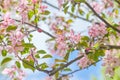 Spring flowers. Close up of pink blossoms against a bright, blue sky with clouds. Pastel color springtime background Royalty Free Stock Photo