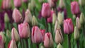 Spring flowers: a close up of pink tulips