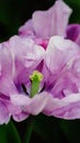 Spring flowers: a close up of a purple tulip on a dark / black background