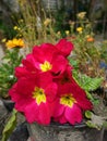 Spring Flowers Close-up. Red PrimulaFlowers in the pot. Spring garden partiality blurred background