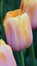 Spring flowers: a close up of a soft apricot tulip on a dark / black background