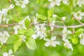 Spring flowers. Close up of white blossoms. Pastel color springtime background with copy space