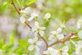 Spring flowers. Close up of white blossoms. Pastel color springtime background with copy space