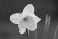 Spring flowers, close-up of white narcissus flower blooming, black and white