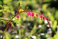 Spring flowers closeup, Dicentra spectabilis, bleeding heart flo Royalty Free Stock Photo