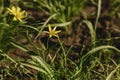 spring flowers closup view