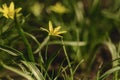 spring flowers closup view