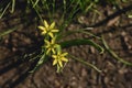 spring flowers closup view