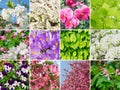 Spring Flowers Collage, Various Flower Collection, Blooming Trees Royalty Free Stock Photo