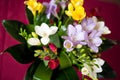 Spring flowers, colorful freesias in spring Royalty Free Stock Photo