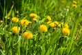 Spring flowers concept. Several close-up flowers in a meadow of dandelions. Selective focus, shallow depth of field. Royalty Free Stock Photo