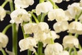 Spring flowers of Convallaria majalis isolated on black backgroud Royalty Free Stock Photo
