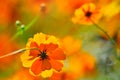 Spring flowers, Cosmos sulphureus flower, nature, beautiful, summer Royalty Free Stock Photo