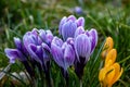 Spring flowers crocus ambience plants Royalty Free Stock Photo