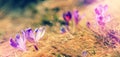 Spring Flowers Crocus close up. Spring sunny View, Small depth of fields Royalty Free Stock Photo