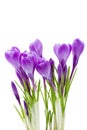 Spring flowers, crocus, isolated