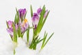 Spring flowers, crocus in the snow Royalty Free Stock Photo