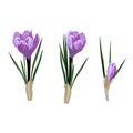 Spring flowers, crocus. Vector illustration