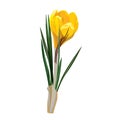 Spring flowers, crocus. Vector illustration.