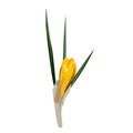 Spring flowers, crocus. Vector illustration. Royalty Free Stock Photo
