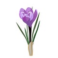 Spring flowers, crocus. Vector illustration.