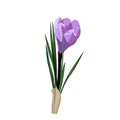 Spring flowers, crocus. Vector illustration.