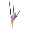 Spring flowers, crocus. Vector illustration.