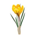 Spring flowers, crocus. Vector illustration.