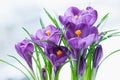 Spring flowers, crocus on white snow Royalty Free Stock Photo