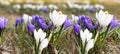 Spring flowers crocuse lilac white under snow banner