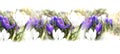 spring flowers crocuse lilac white under snow banner