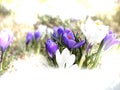 spring flowers crocuse under snow nature background copy space