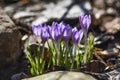 Spring flowers, crocuses blooming in the garden. Spring time. Royalty Free Stock Photo