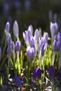Spring flowers, crocuses blooming in the garden. Spring time. Royalty Free Stock Photo
