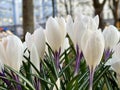 Spring flowers crocuses blue white  in city park Royalty Free Stock Photo