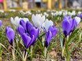Spring flowers crocuses blue white  in city park Royalty Free Stock Photo