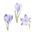 Spring flowers crocuses isolated on white background. Vector, watercolor hand drawn illustration. Royalty Free Stock Photo