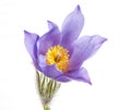 Spring flowers cutleaf anemone Royalty Free Stock Photo