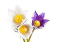 Spring flowers cutleaf anemone Royalty Free Stock Photo