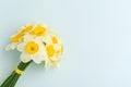 Spring flowers daffodil bouquet - top view of white narcissus on blue pastel background with copy space. Royalty Free Stock Photo