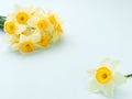 Spring flowers daffodil bouquet - top view of white narcissus on blue pastel background with copy space. Royalty Free Stock Photo