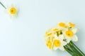 Spring flowers daffodil bouquet - top view of white narcissus on blue pastel background with copy space. Royalty Free Stock Photo