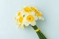 Spring flowers daffodil bouquet - white narcissus on blue pastel background. Royalty Free Stock Photo