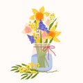 Spring flowers daffodil, mimosa acacia in jar isolated on a beige background. Beautiful floral season vector illustration