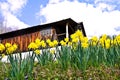 Spring Flowers/Daffodils