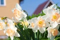 Spring flowers daffodils blossomed in garden Royalty Free Stock Photo