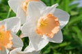 Spring flowers daffodils blossomed in garden Royalty Free Stock Photo