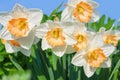 Spring flowers daffodils blossomed in garden Royalty Free Stock Photo