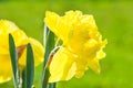 Spring flowers daffodils blossomed in garden Royalty Free Stock Photo